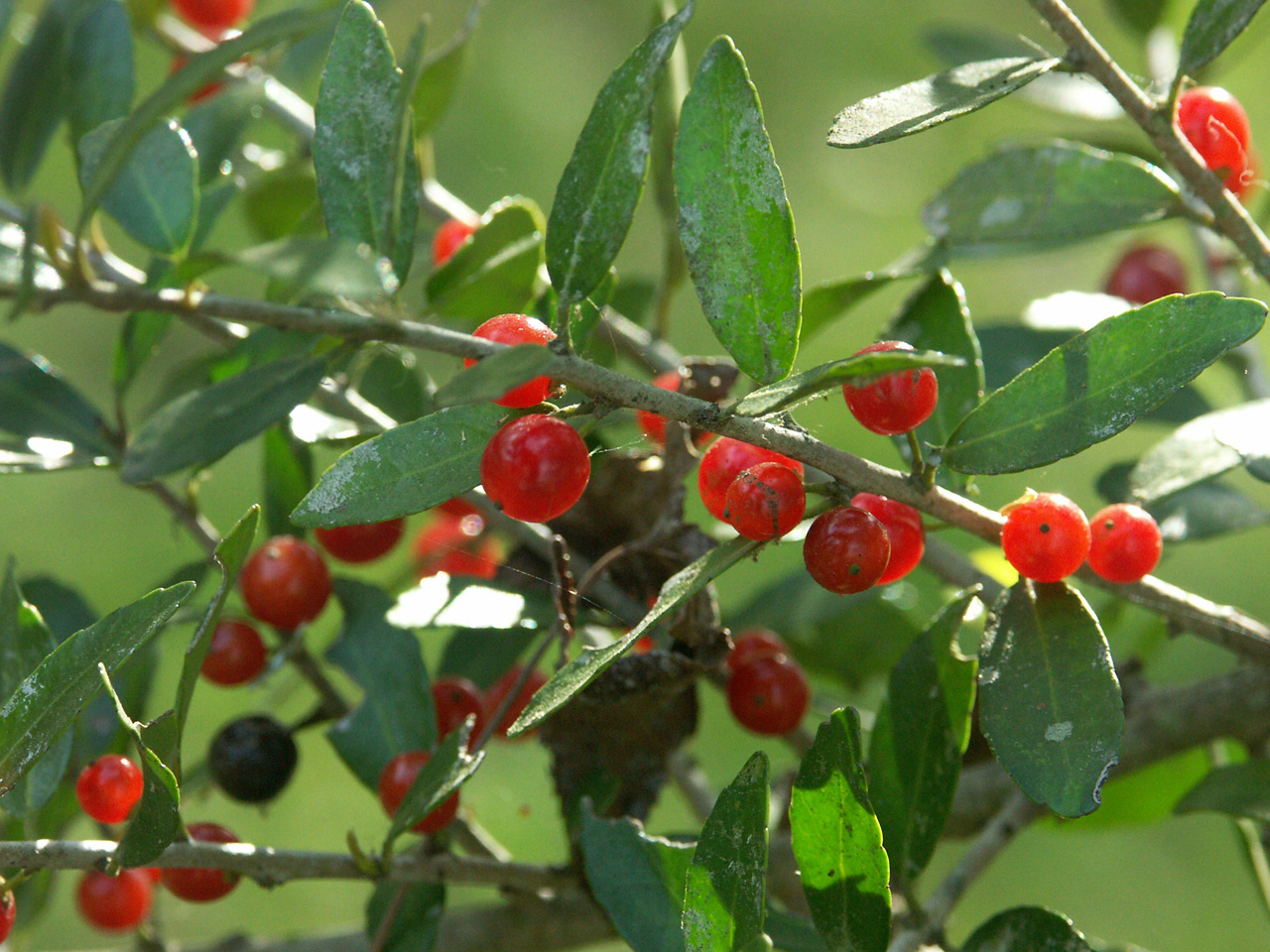 yaupon holly berries.jpg thumbnail